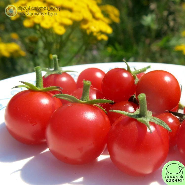 10. Вишенка (5)-_1_1 Семена томата Вишенка