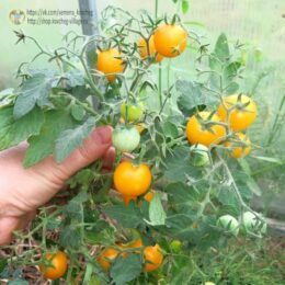 Семена томата Жёлтый лилипут