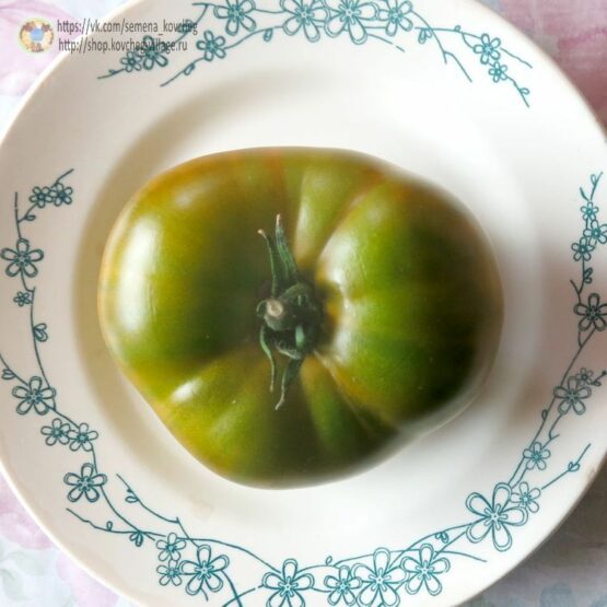 Семена томата Зелёная тайна личинки (Зелёная тайна Граба)