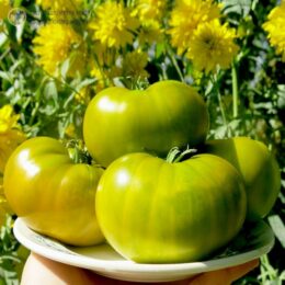 Семена томата Зелёная тайна личинки (Зелёная тайна Граба)