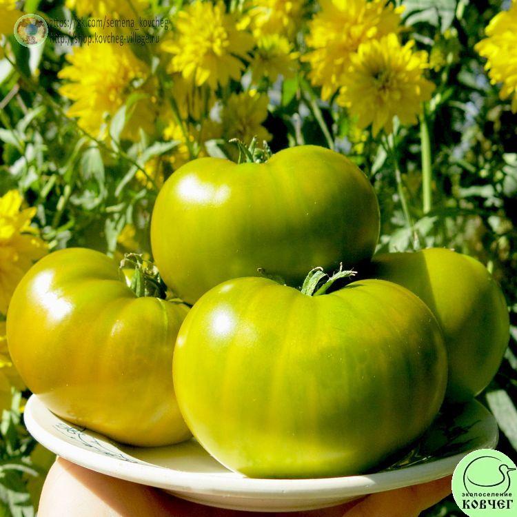 20(19)~1_1_1 2022г. Семена томата Зелёная тайна личинки