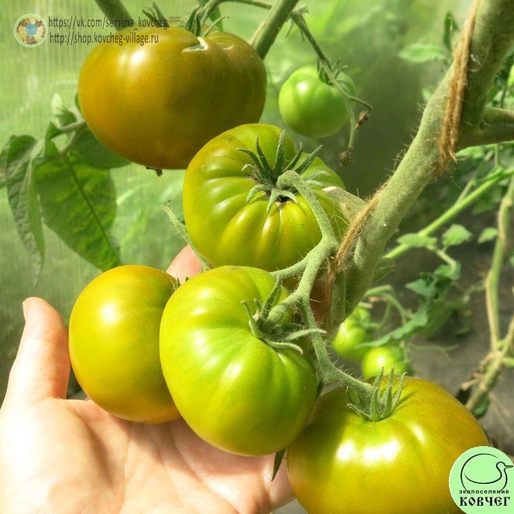 20(3)-~1_1_1 2022г. Семена томата Зелёная тайна личинки