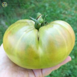 Семена томата Зелёный немецкий тети Руби