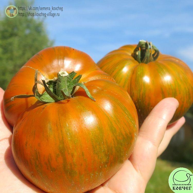 30. Козула 179 (Зебра Вольта) (8)-_1_1 Семена томата Козула 179 (Зебра Вольта)