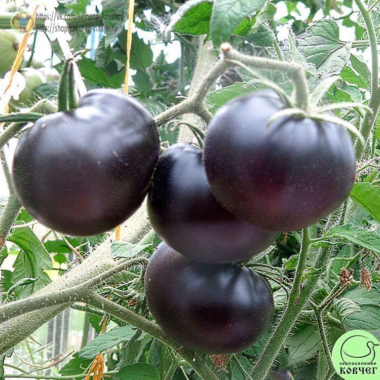 33. Ла Кадеро (2)-_1_1 Семена томата Ла Кадеро