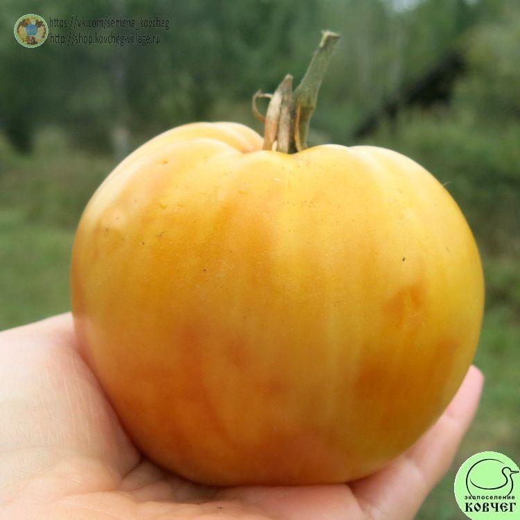 4. Басинга (2)-_1_1 Семена томата Басинга