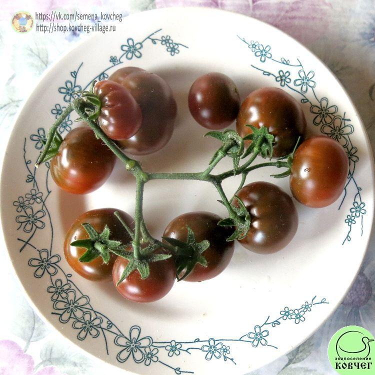 56. ПУРПУРНЫЙ СМОГ (3)-_1_1 Семена томата Пурпурный смог