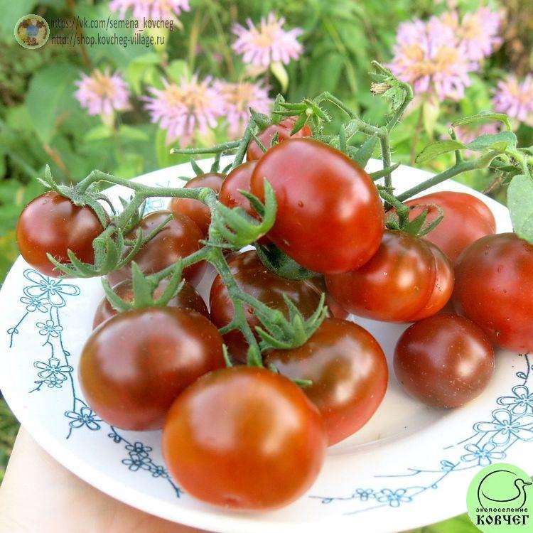 56. ПУРПУРНЫЙ СМОГ (7)-_1_1 Семена томата Пурпурный смог