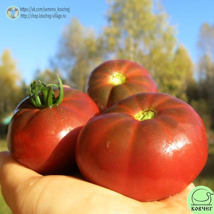 г5. ЛАКОМСТВО ИЗАБЕЛЬ (2)-_1_1 Семена томата Лакомство Изабель