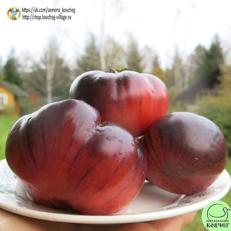 15. ДОРОГА СКОТДЕЙЛ (8)_1_1 2023г. Семена томата Дорога Скотдейл