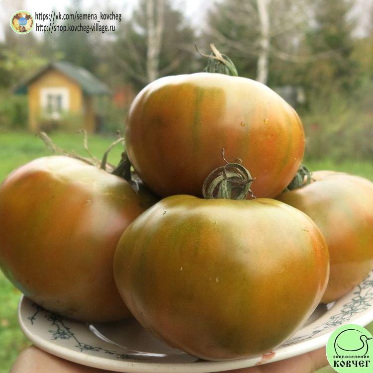 32. МАДДИ МАМБА_1_1 2023г. Семена томата Мадди мамба