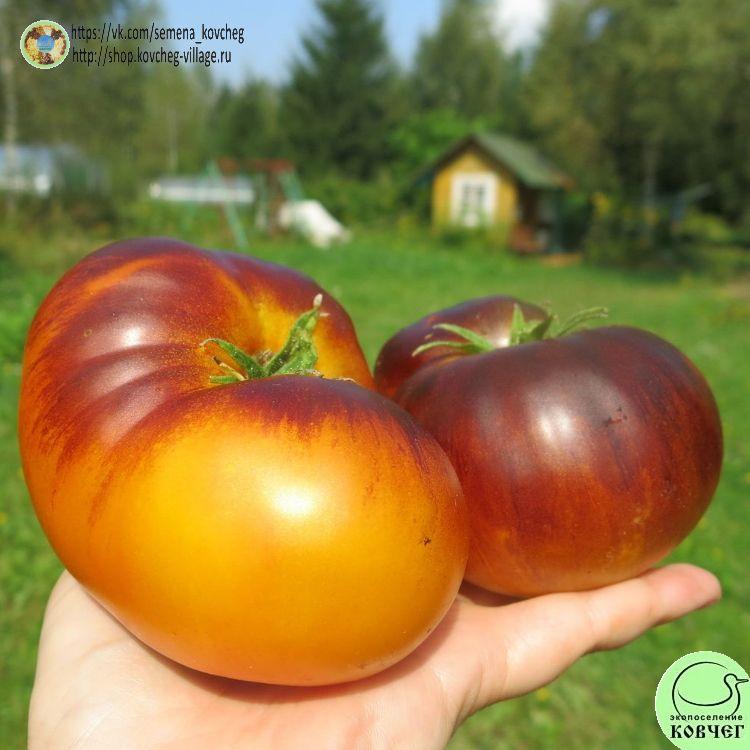 35. Мечта Алисы (5)_1_1 2023г. Семена томата Мечта Алисы