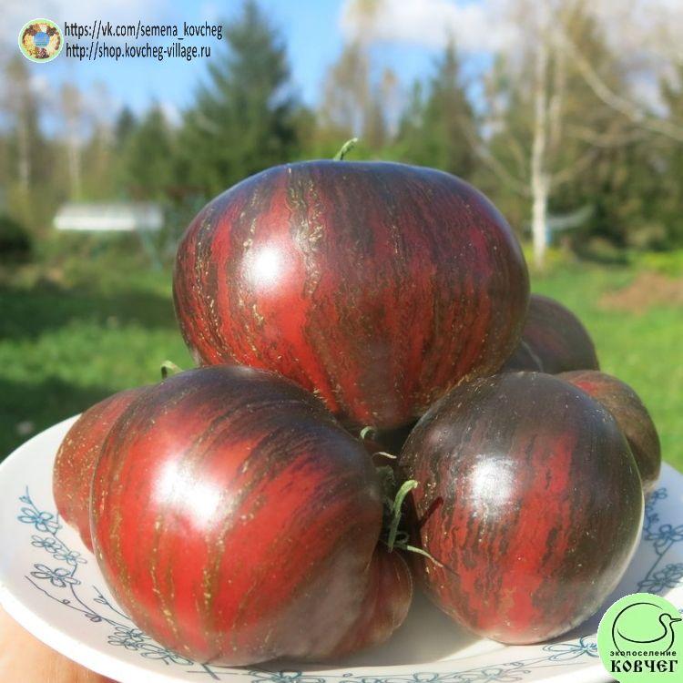 37. МЯТЕЖНЫЙ ЗВЁЗДНЫЙ ИСТРЕБИТЕЛЬ (6)_1_1 2024г. Семена томата Мятежный звёздный истребитель ведущий