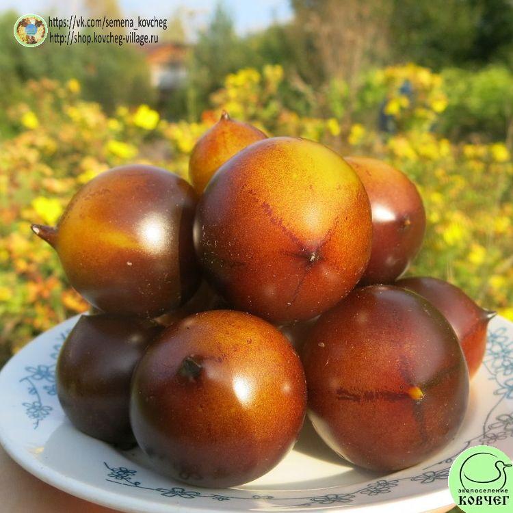 38. Н- 34 ЖЁЛТЫЙ (5)_1_1 2023г. Семена томата Н-34 жёлтый