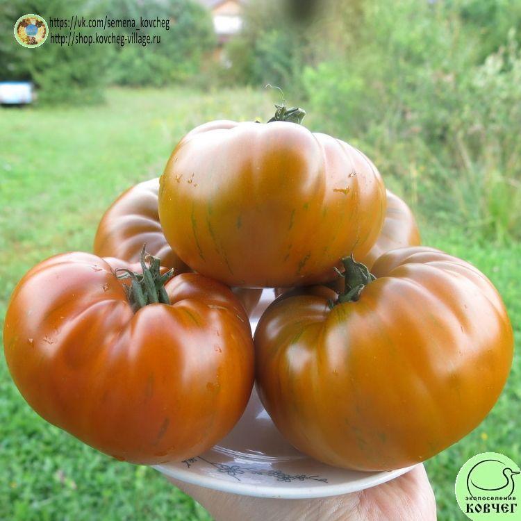 44. ОРАНЖЕВАЯ ГАББАНА (16)_1_1 2023г. Семена томата Оранжевая Габбана