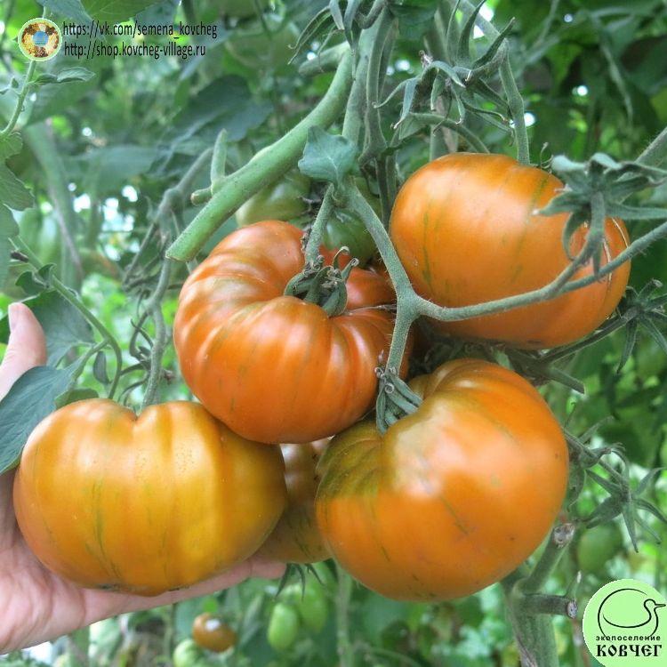 44. ОРАНЖЕВАЯ ГАББАНА (8)_1_1 2023г. Семена томата Оранжевая Габбана