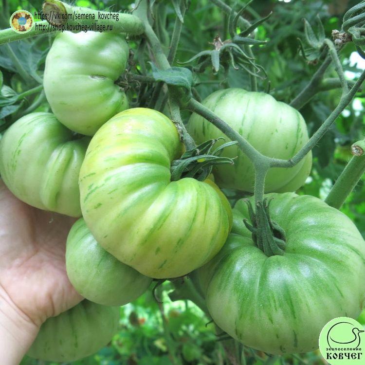 44. ОРАНЖЕВАЯ ГАББАНА_1_1 2023г. Семена томата Оранжевая Габбана