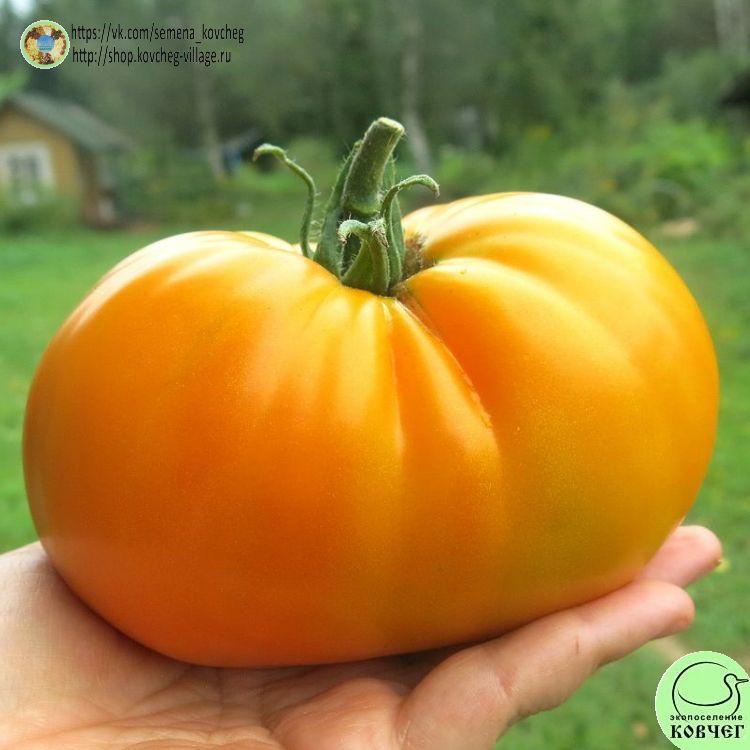 45. Оранжевый гигант (13)_1_1 2023г. Семена томата Оранжевый гигант