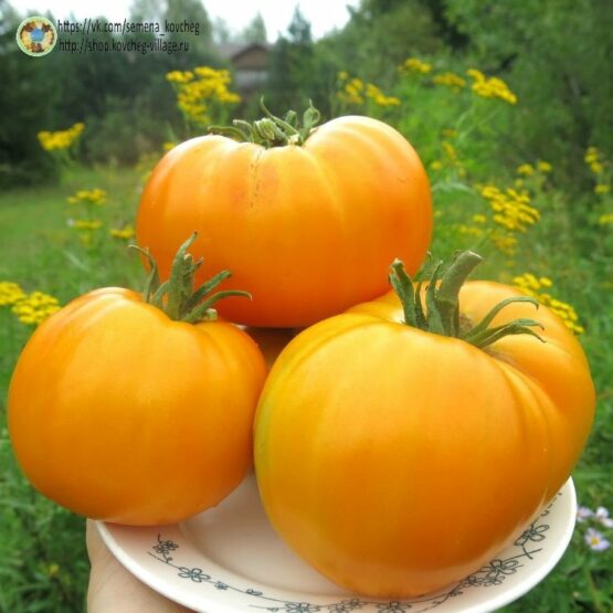 2023г. Семена томата Оранжевый гигант