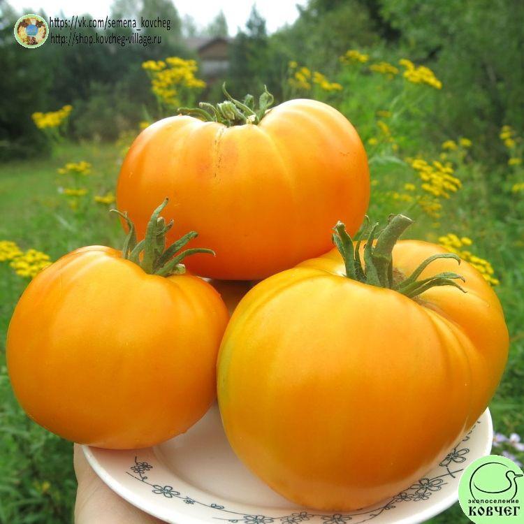 45. Оранжевый гигант (9)_1_1 2023г. Семена томата Оранжевый гигант