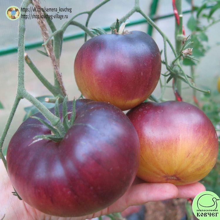 52. САРТ РОЛОЙЗ_1_1 2023г. Семена томата Сарт Ролойз