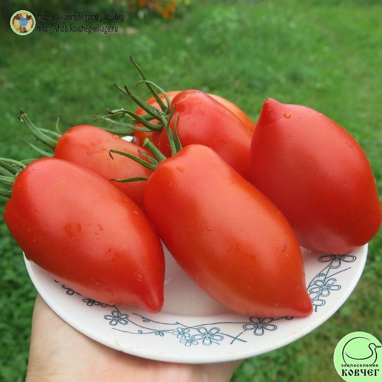 7. ВЬЕТНАМСКИЙ (5)_1_1 2023г. Семена томата Вьетнамский