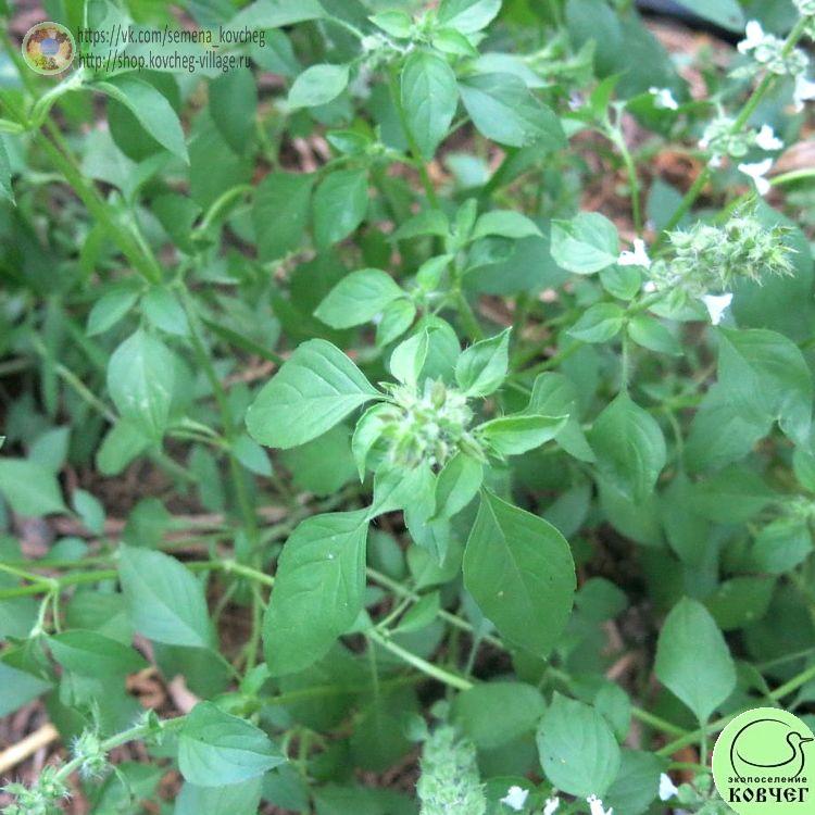 Базилик Аромат лимона (4)_1_1 2023г. Семена базилика Аромат лимона