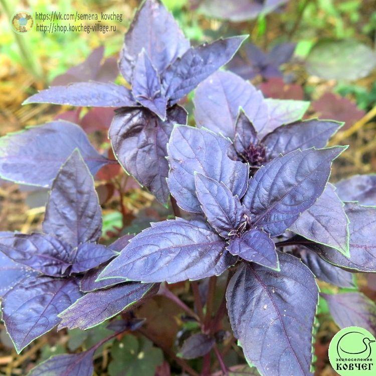 Базилик Гранат_1_1 2023г. Семена базилика Гранат