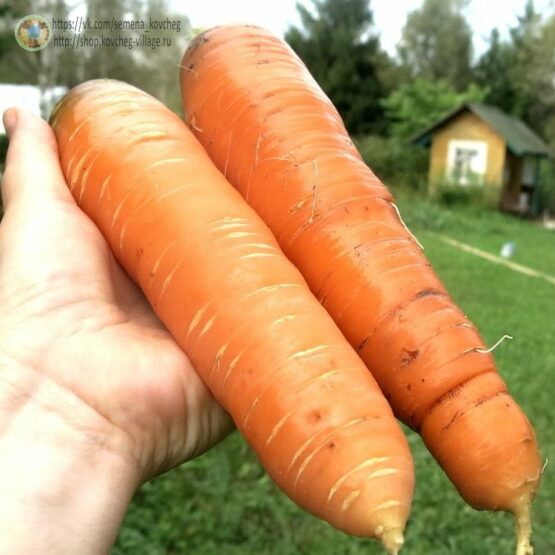 2023г. Семена моркови НИИОХ 336