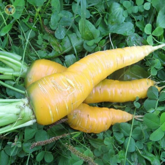 2023г. Семена моркови Сахарная соломка