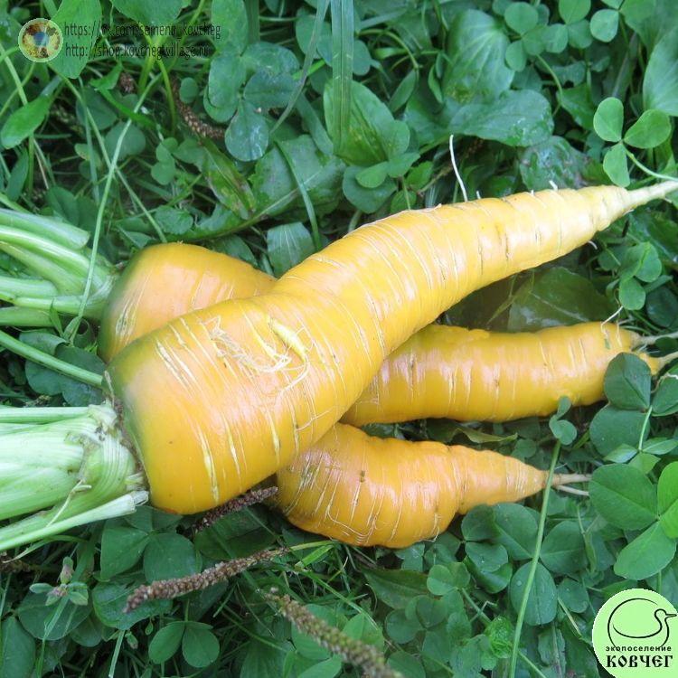 Морковь Сахарная соломка_1_1 2023г. Семена моркови Сахарная соломка