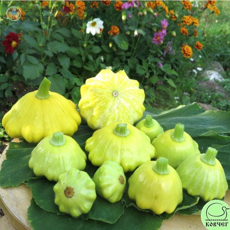 Патиссон НЛО оранжевый (3)_1_1 2023г. Семена патиссона НЛО оранжевый