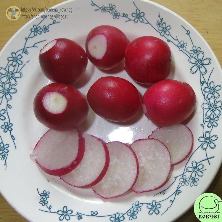 Редис Дуро краснодарское (10)_1_1 2023г. Семена редиса Дуро Краснодарское