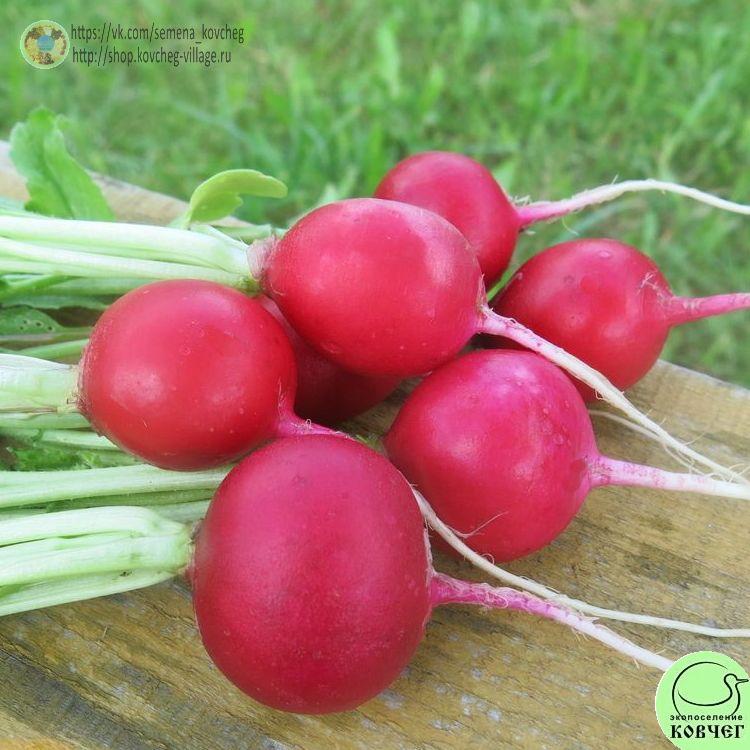 Редис Дуро краснодарское (7)_1_1 2023г. Семена редиса Дуро Краснодарское