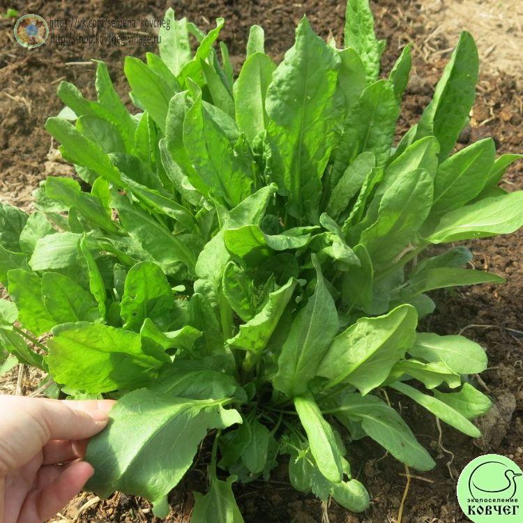 Щавель Чемпион (4)_1_1 2023г. Семена щавеля Чемпион