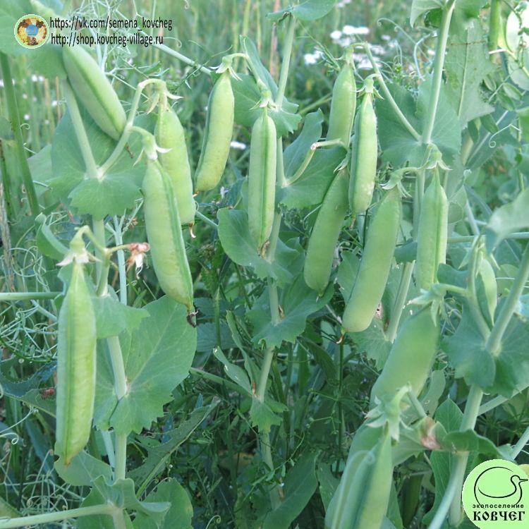 Горох Никитка (13)_1 2023г. Семена гороха Никитка (Ползунок)