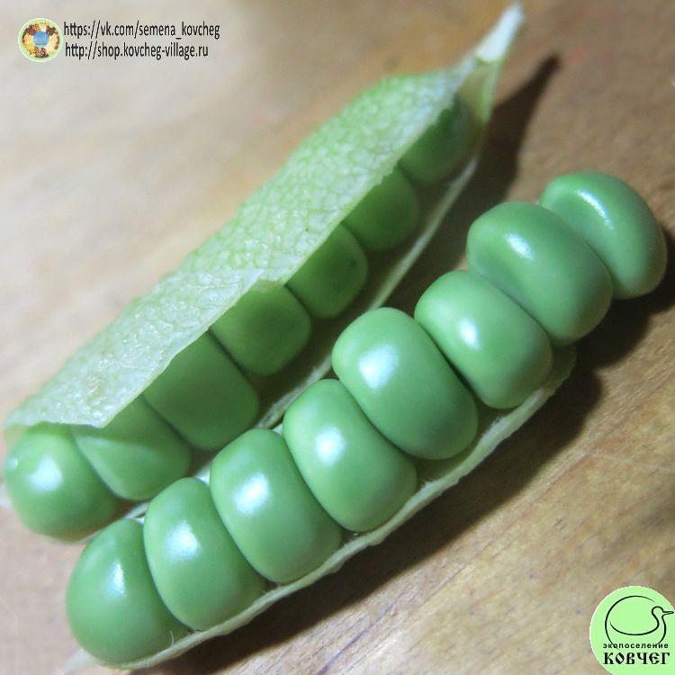 Горох Никитка (16)_1 2023г. Семена гороха Никитка (Ползунок)