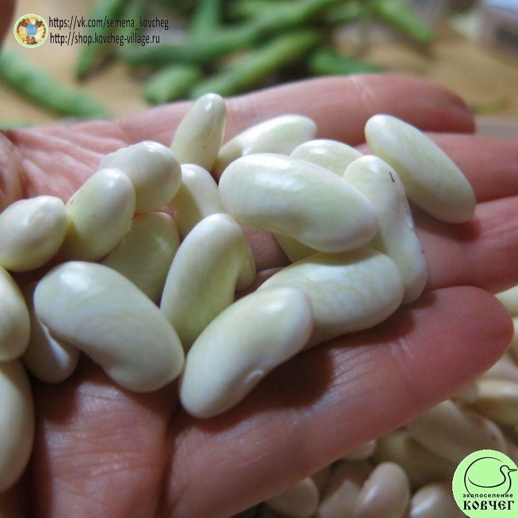 Фасоль кустовая Сахарная (6)_1_1 2023г. Семена фасоли Сахарная белая