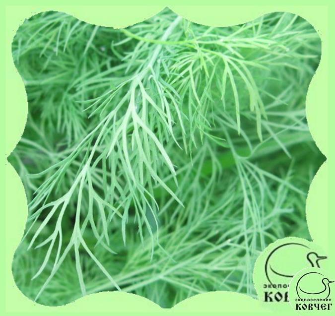 смесь укропа 2024г. Смесь семян УКРОПА