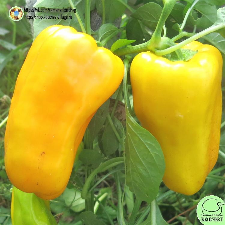 вельможа жёлтый лого 2022г. Семена перца сладкого Вельможа жёлтый