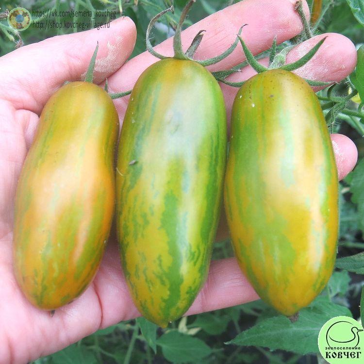 14. Зелёная сосиска (3)_1 2024г. Семена томата Зелёная сосиска