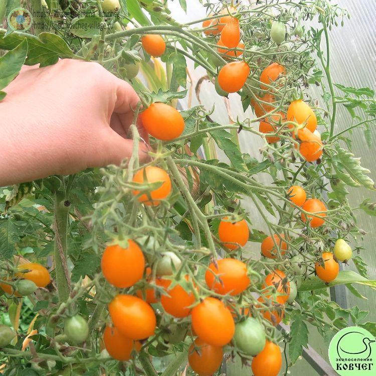 16. Ильди (2)_1 2024г. Семена томата Ильди