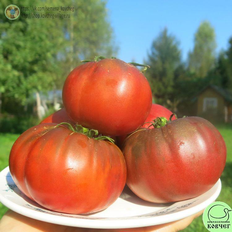 18. ИНДИРА ГАНДИ (10)_1 2024г. Семена томата Индира Ганди