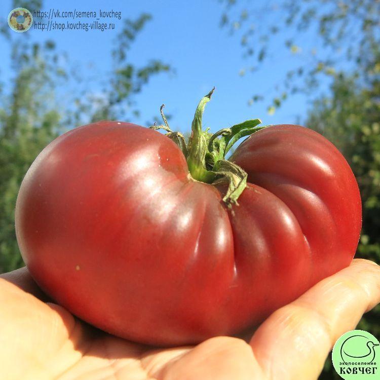 18. ИНДИРА ГАНДИ (3)_1 2024г. Семена томата Индира Ганди