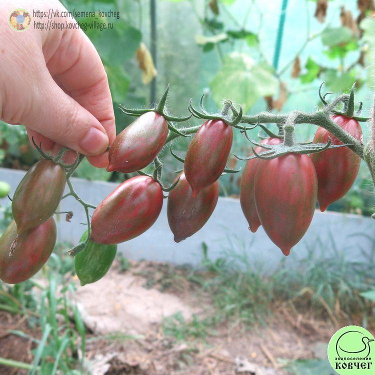 19. Конфеты сладкие сосульки (10)_1 2024г. Семена томата Конфеты сладкие сосульки