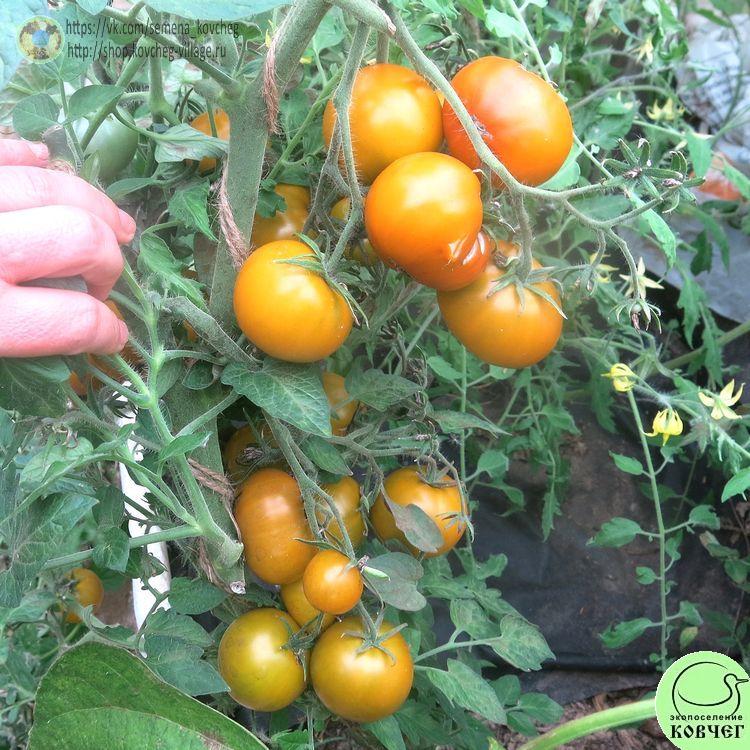 20. Лайм грин салад (4)_1 2024г. Семена томата Лайм грин салад