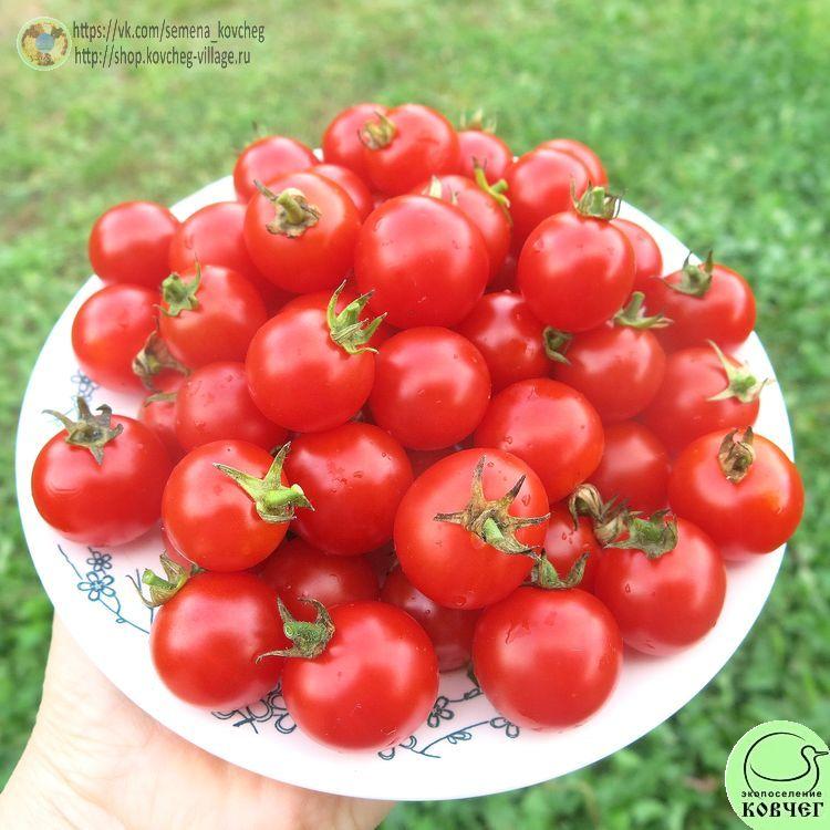 24. Маленький ручей (11)_1 2024г. Семена томата Маленький ручей