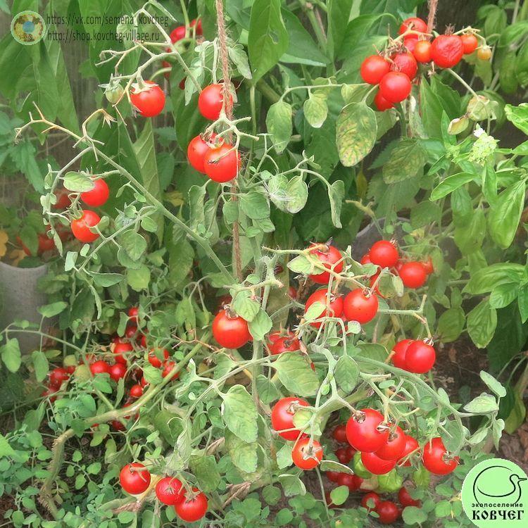 24. Маленький ручей (6)_1 2024г. Семена томата Маленький ручей