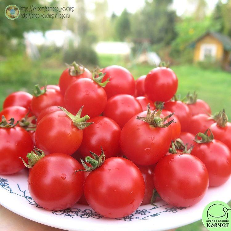 24. Маленький ручей (8)_1 2024г. Семена томата Маленький ручей