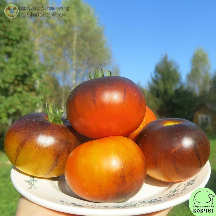 3. Ананас голубой линии (18)_1 2024г. Семена томата Ананас голубой линии